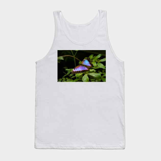 Blue Morpho Butterfly Tank Top by Rob Johnson Photography